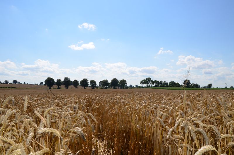Kornfelder rund um Suchsdorf
