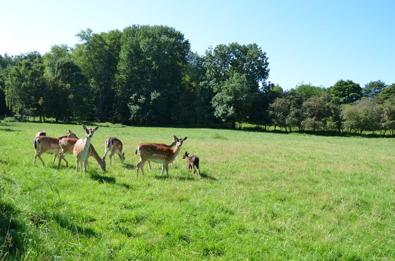 Rehe auf einer Wiese bei Suchsdorf